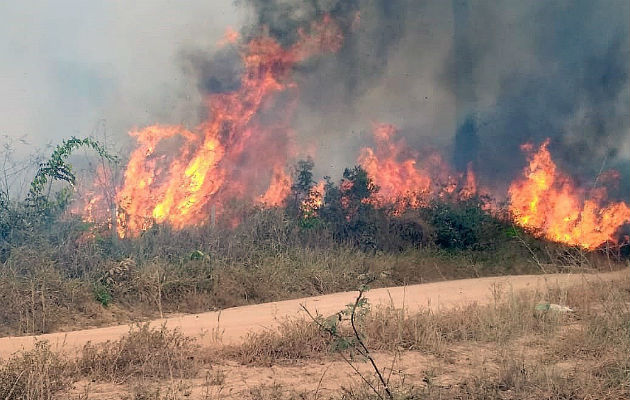 Bosques y pastizales han sido afectadas por los incendios. Foto: EFE.