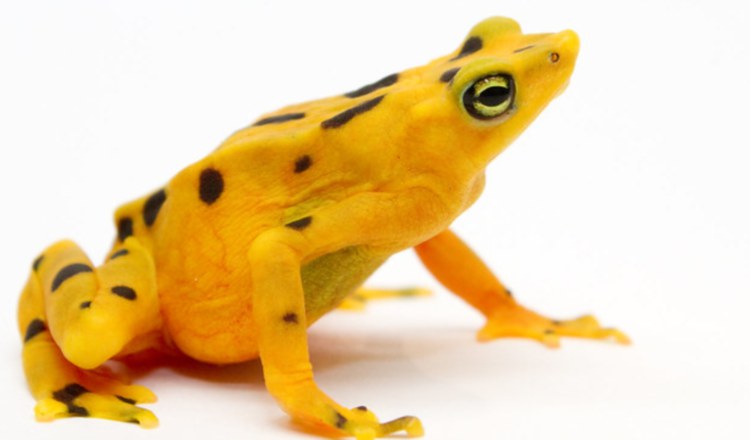 'Atelopus zeteki', la rana dorada de Panamá.  Foto: Cortesía/Brian Gratwicke 