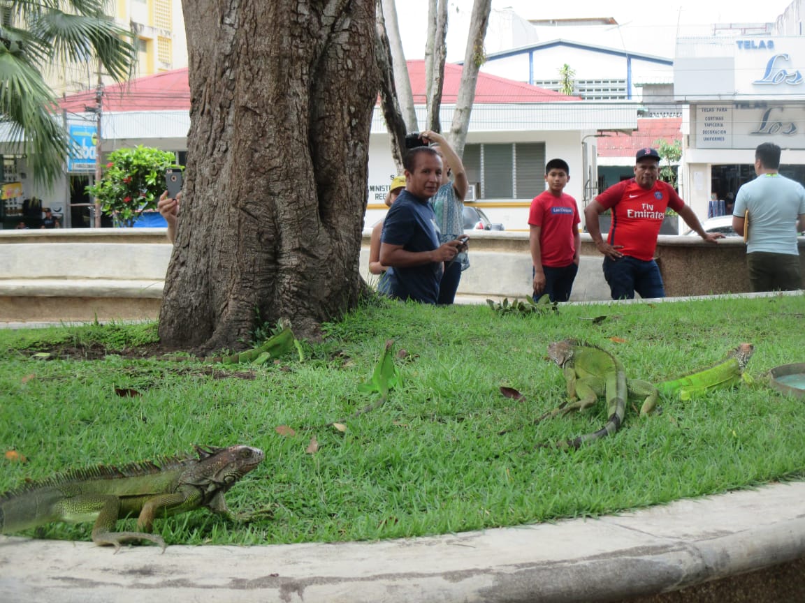 El  plan se ejecutará basado en la Ley 24 del Decreto Ejecutivo 43, que reglamenta la vida silvestre 