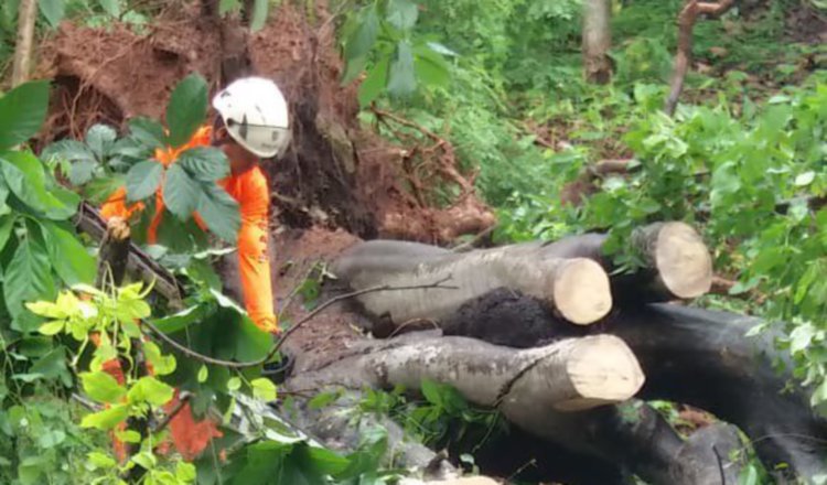 Caída de árbol en Río Abajo. Foto del Sinaproc