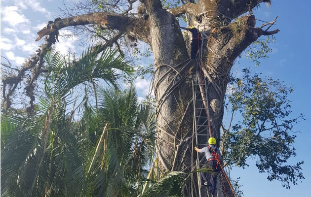 El hombre casi cae del árbol al sentir un fuerte dolor de espalda. Foto: Víctor Eliseo Rodríguez.