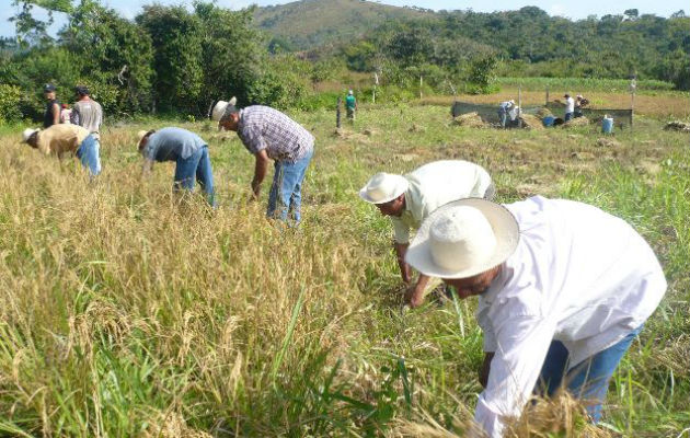 Productores de arroz aseguran que el IMA les debe cerca de 4 millones de dólares.