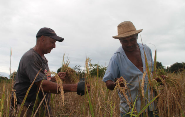 Panamá no es autosuficiente en la producción de arroz. Archivo