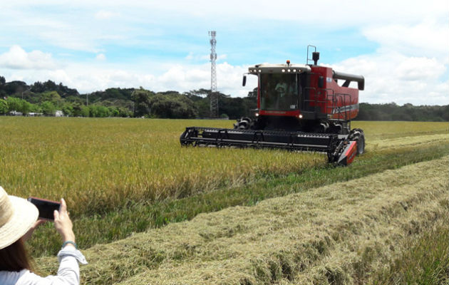 Las agrupaciones productoras de arroz a nivel nacional han solicitado al ministro Eduardo Enrique Carles convocar a una reunión de agro cadena del arroz 