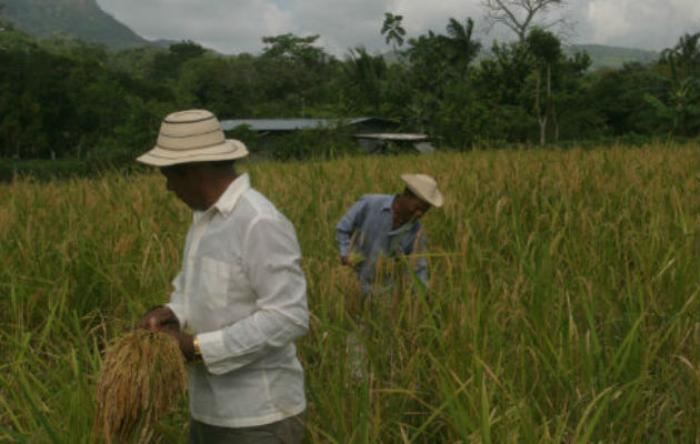 El consumo anual del arroz es  de aproximadamente 7,834,332 quintales. Foto/Archivo