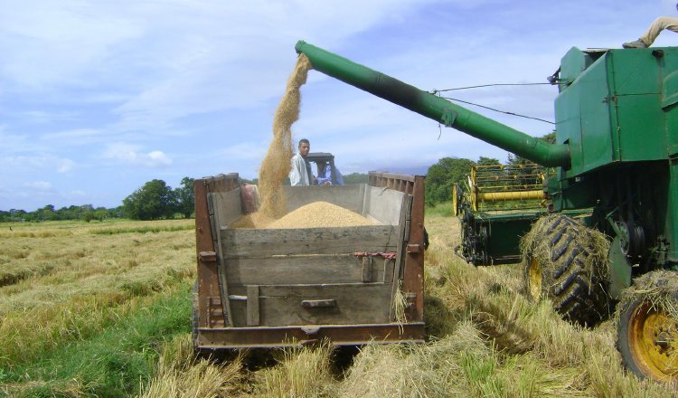 Los productores de arroz presentarán propuestas a las autoridades para poder aumentar la producción de este rubro. Archivo