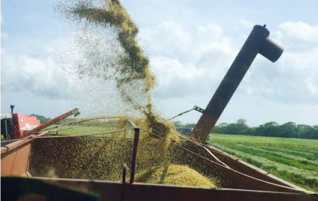 Ya inició el periodo de cosecha del grano. Foto: José Vásquez.