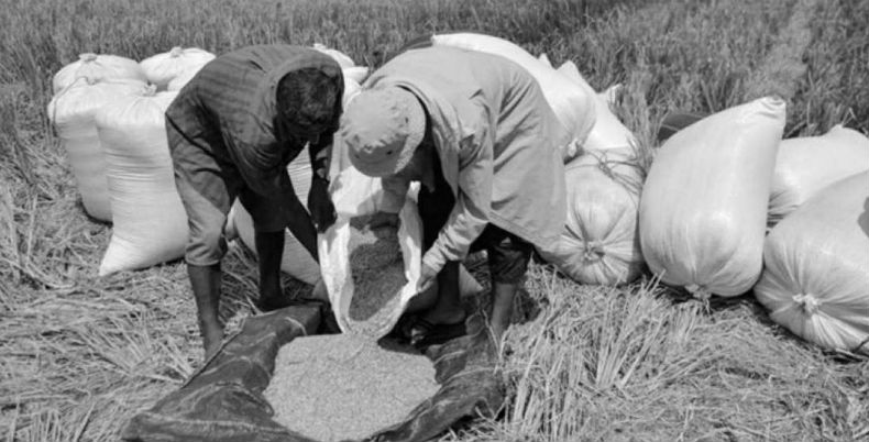 De la superficie total de cosecha, los granos básicos que incluyen el arroz, el maíz, los porotos, el frijol y el guandú, representan el 50% de esta superficie. Foto: EFE.