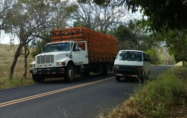 Los pollos que eran transportados en el camión no sufrieron picaduras. Foto: Thays Domínguez.