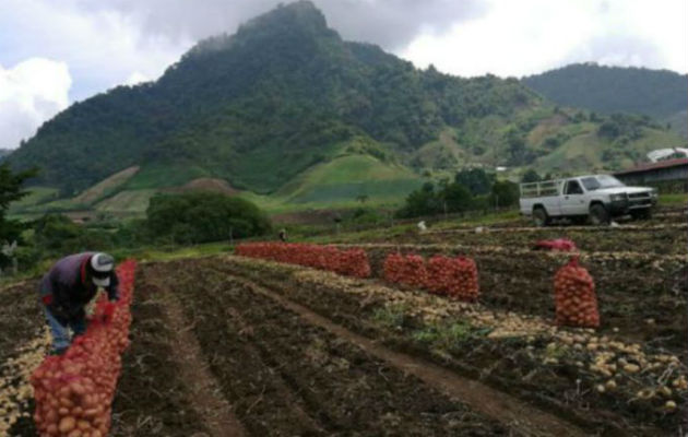 Productores culpan a la Aupsa del desorden en importaciones. Archivo