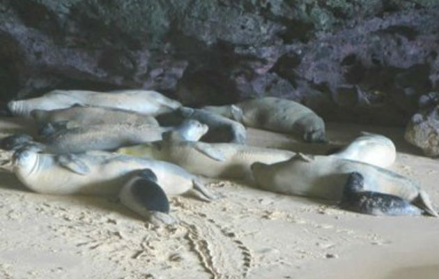 Se ha presentado una denuncia por la muerte de las focas en Nueva Zelanda. Foto: EFE