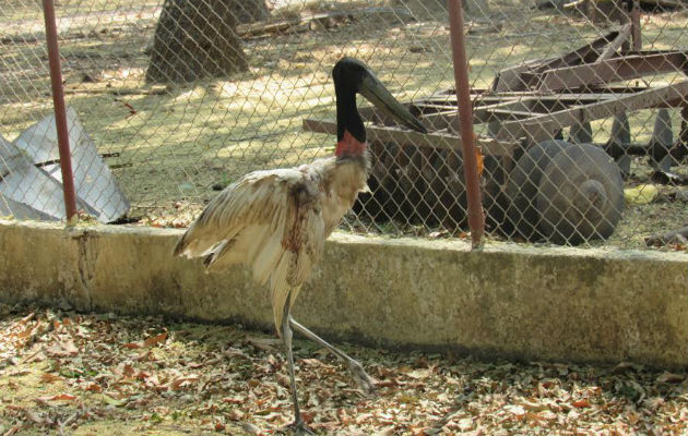 Es conocida como Jabirú. Foto/ Thays Domínguez