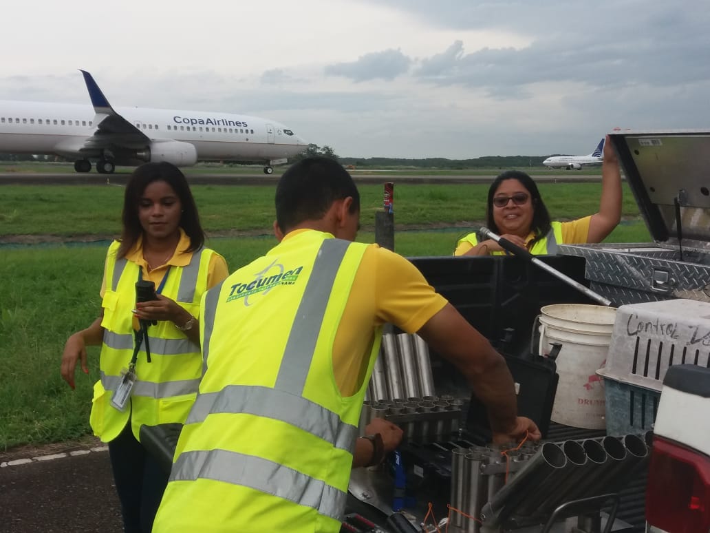 El gallinazo cabecirrojo es el ave de mayor peligro para las operaciones aéreas, según Control de Fauna del Aeropuerto de Tocumen. Foto/MLasso