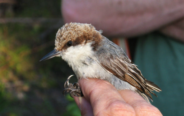 Antes de que el huracán Dorian azotara las Bahamas, el trepador de las Bahamas estaba en peligro de extinción. Foto/ Tom Benson.