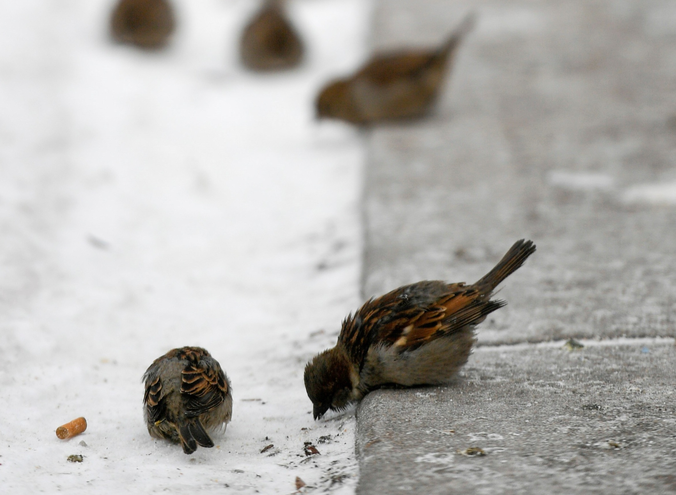  Pájaros buscan comida en una calle en St. Paul, Minnesota (EE.UU.). Foto/EFE
