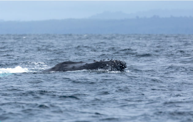 De acuerdo a los especialistas, el tiempo de avistamiento no debe exceder los 30 minutos si las ballenas tienen cría. Foto/Cortesía de FSA Productions