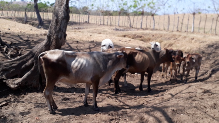 Un recorrido por la provincia permitió comprobar que uno de los lugares más afectados es la comunidad de El Corozal de Macaracas, donde hace más de 15 días no llega el agua a los hogares. Foto/Thays Domínguez