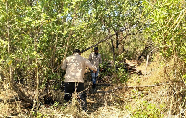 Se trata de una práctica ilegal, la cual lastimosamente es común en esta época del año, para la elaboración y restauración de cercas en fincas aledañas al área protegida. Foto/Thays Domínguez