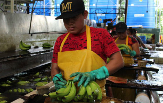 Actualmente se exportan frutas y productos del mar a  Europa y China. Cortesía