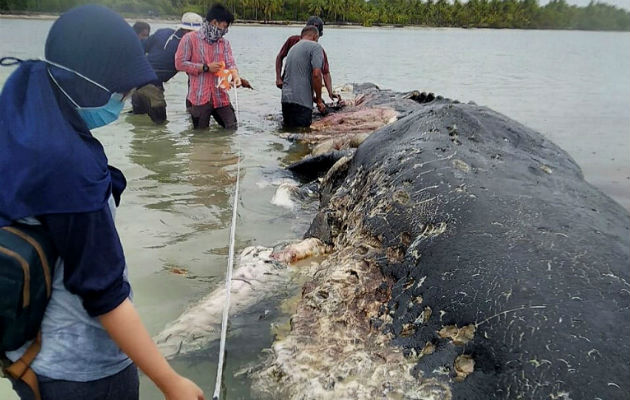 Investigadores parados cerca de la ballena en una playa en la isla de Kapota, Indonesia.