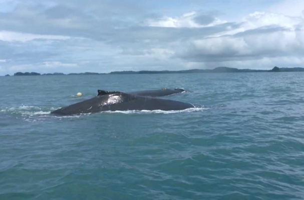 Se estima que cada año viajan más de 2,000 Megaptera Novaeangliae, nombre científico de esta clase de ballena, desde la Antártida y desde Alaska hasta Panamá.