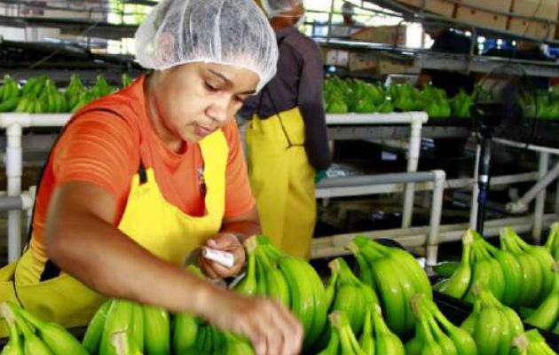 Los primeros trasplantes de banano variedad “gran naim” se desarrollaron en las fincas de Renacimiento y Barú.