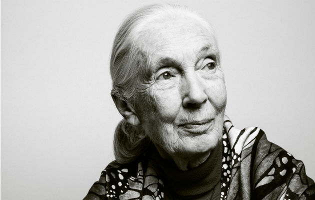 Tarzán atrajo a Jane Goodall a África. Un video de animales en un laboratorio la convirtió en activista. Foto/ Guerin Blask para The New York Times.
