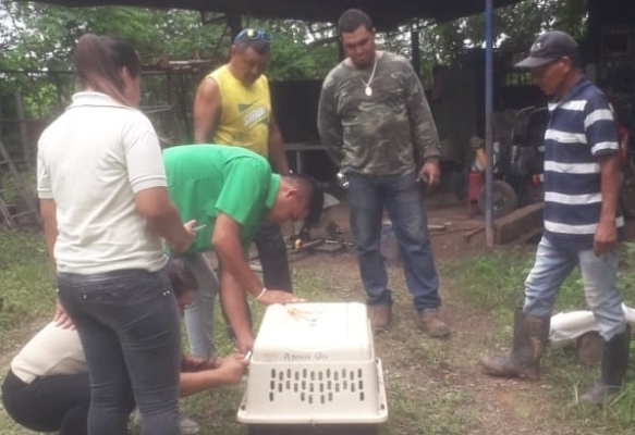  Tras ser ubicadas, las serpientes son trasladadas a lugares como la reserva hídrica de cerro Borrola de Pesé y la Reserva Municipal Cerro El Pedregoso, donde se espera se desarrollen apropiadamente. Foto/ Thays Domínguez