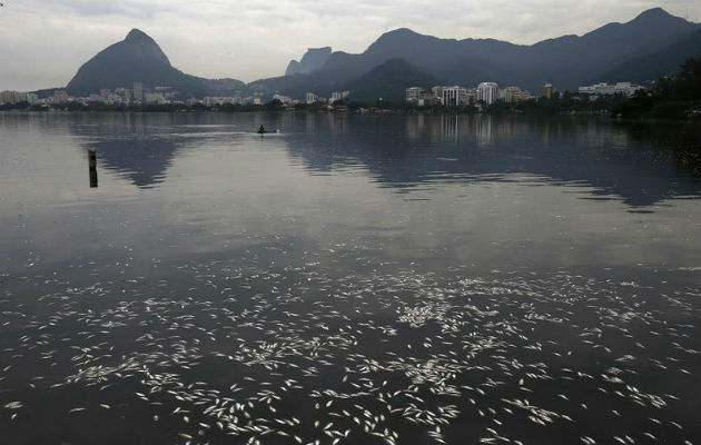 Vista de la cantidad de peces muertos recogidos en Río de Janeiro. EFE 