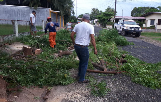 En Las Tablas varias vías resultaron bloqueadas por árboles que cayeron tras la lluvia. Foto: Thays Domínguez. 