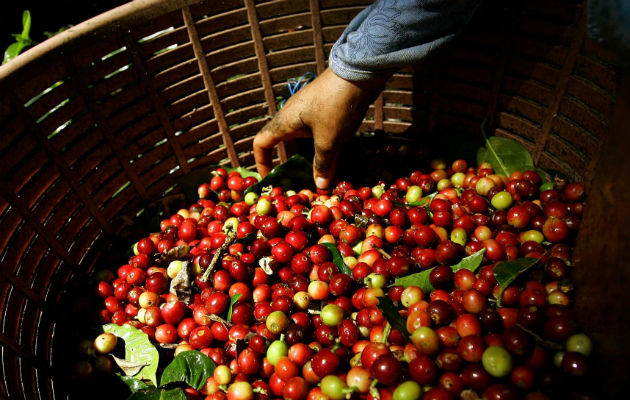 En 2018 el precio promedio de una libra de café arábiga fue de 1,01 dólares, y en abril de 2019 cayó a 0,95 dólares. Foto/Efe