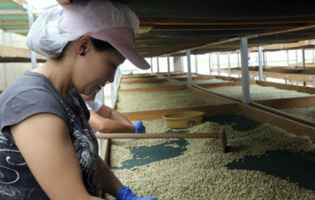 Chiapas, en el sureste de México, es uno de los principales estados productores de café del país. 