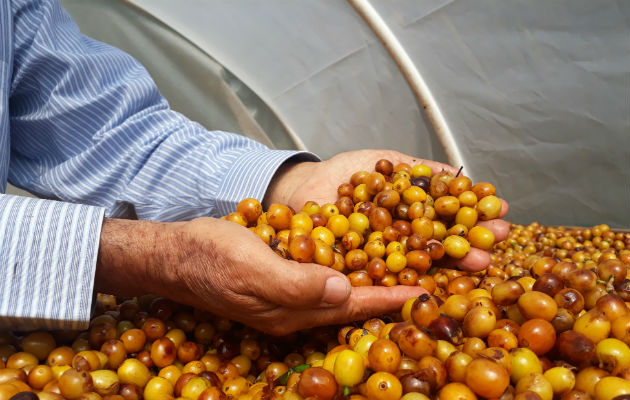 Buscan resaltar los valores de la calidad del café. Foto/Cortesía