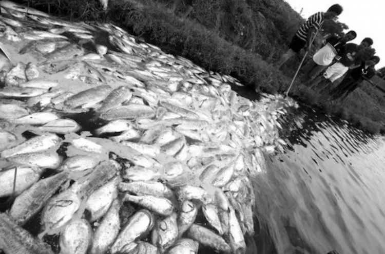El incremento de la acidez de las aguas de los océanos produce la muerte de peces y otras especies. Foto: EFE.