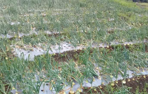 El promedio de consumo mensual de cebolla es de 51 mil quintales y la producción promedio nacional anual es de 300 mil quintales. Foto: Cortesía.