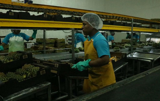 El primer contenedor de piña panameña fue exportado hoy a Beijing, República Popular China.