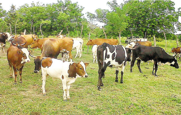 Se exportarán 200 toneladas de carne al mercado chino. Archivo