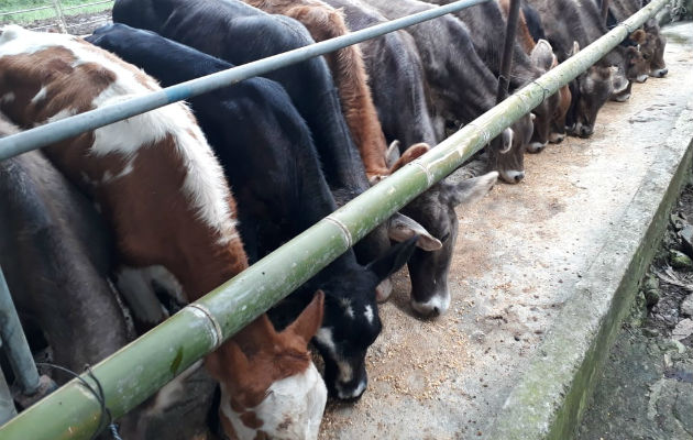 Sólo en la provincia de Chiriquí, hay 39 fincas cuarentenadas, donde se ubicaron animales reactores a la brucelosis.