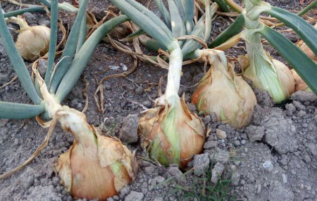 Actualmente se siembran 400 hectáreas en Tierras Altas, Chiriquí