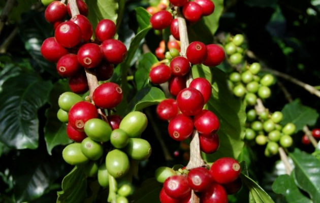  El 50% del café que se produce se exporta y el otro 50% se vende en el mercado nacional.
