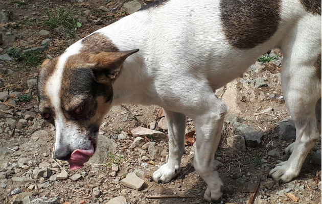 Investigarán a personas que causaron ceguera con 'bombitas' a un canino en Gualaca, Chiriquí. Foto: Mayra Madrid.