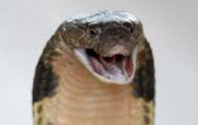 La serpiente es altamente venenosa. Foto: EFE/Ilustrativa.