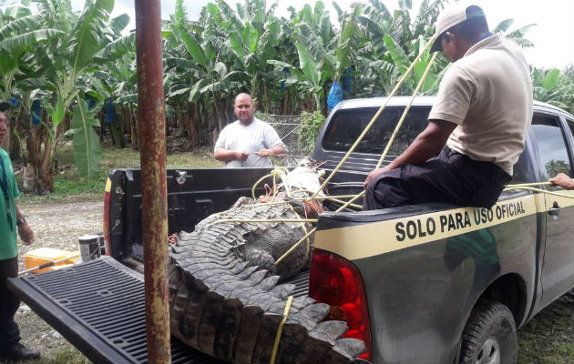 Una vez el animal fue neutralizado por los trabajadores se procedió a dar aviso a personal de Mi Ambiente quien en un vehículo pick up de la institución procedió a trasladarlo para que reubicarlo en su habital natural.