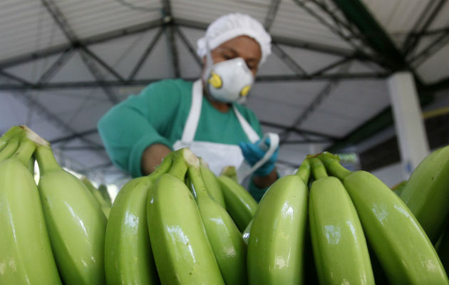 Actualmente Colombia exporta esa fruta a más de 20 países. Foto: EFE