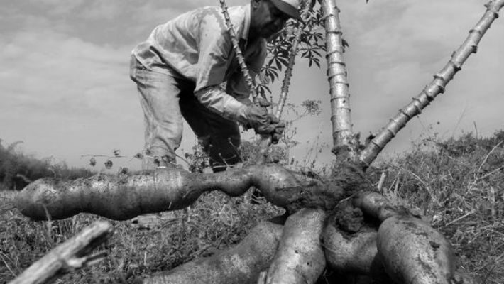 Panamá debe cambiar su modelo económico urgentemente, de modo que este sea sostenible, con empleo y con un sector agro en movimiento. Foto: EFE. 