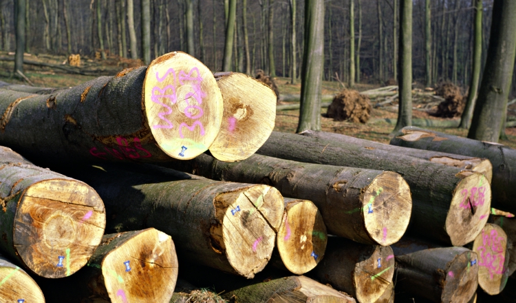 El Ministerio de Ambiente reveló que el 97% de la madera que se ha sacado de la provincia de Darién se ha hecho de manera ilegal.