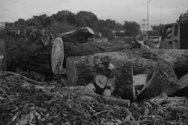 La tala de árboles para la construcción de viviendas, carreteras y otros proyectos de desarrollo vial,  representan un atentado contra el equilibrio ecológico. Foto: Epasa.