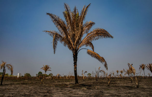 La mitad o más de la selva amazónica podría erosionarse y convertirse en sabana. Pastizal cerca de la selva en Brasil. Foto/ Victor Moriyama para The New York Times.