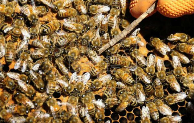 Las abejas entienden el concepto de cero. Foto: EFE.