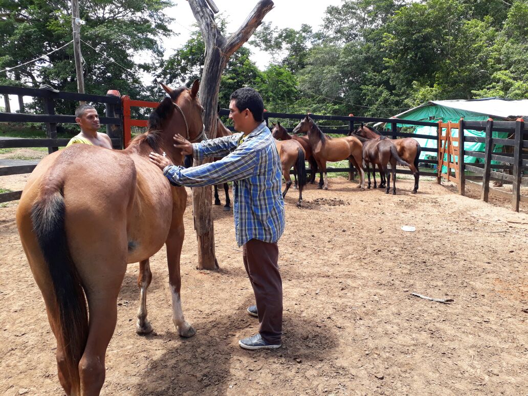 Ministerio de Salud declara alerta sanitaria por brote de Encefalitis Equina en Darién. Foto: Panamá América.